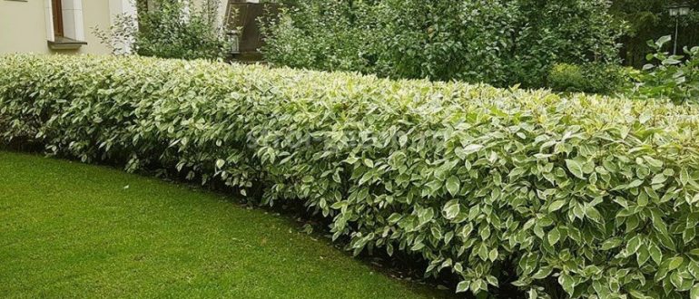 Живая изгородь вместо забора: лучшие кустарники для плотной зеленой стены