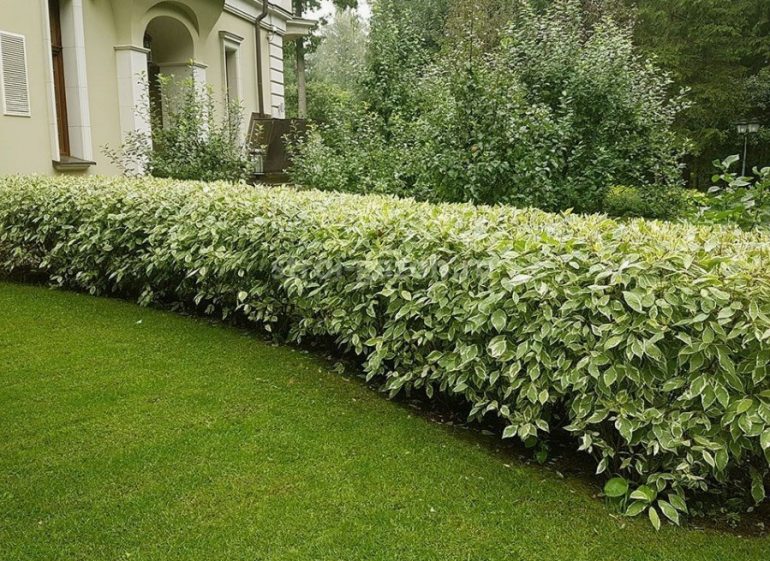 Живая изгородь вместо забора: лучшие кустарники для плотной зеленой стены