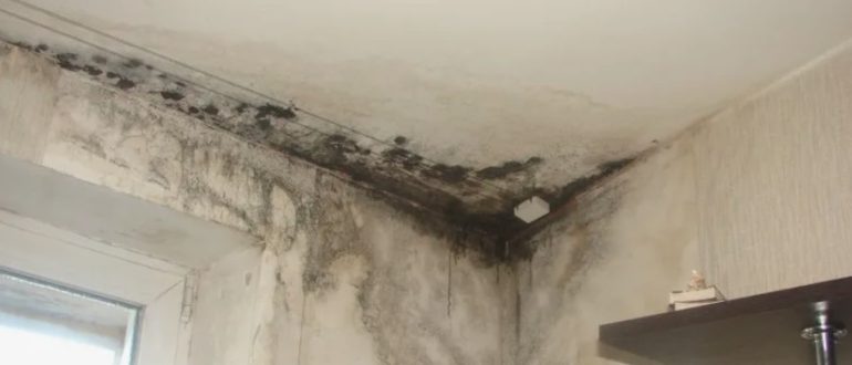 Кривые стены и плесень в новостройке: как заставить застройщика исправить дефекты или выплатить компенсацию