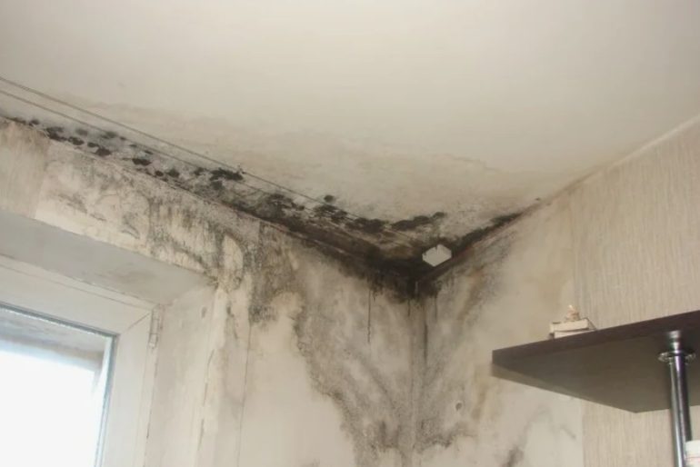 Кривые стены и плесень в новостройке: как заставить застройщика исправить дефекты или выплатить компенсацию