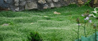 Альтернатива газону: мох, почвопокровные растения и клевер