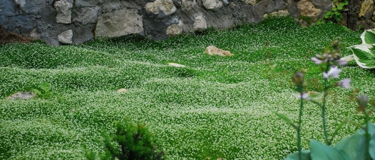 Альтернатива газону: мох, почвопокровные растения и клевер