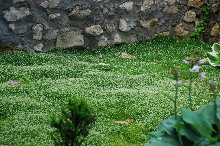 Альтернатива газону: мох, почвопокровные растения и клевер